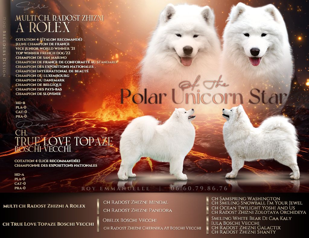 chiot Samoyède Of The Polar Unicorn Star