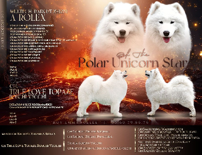 Of The Polar Unicorn Star - Samoyède - Portée née le 14/04/2024