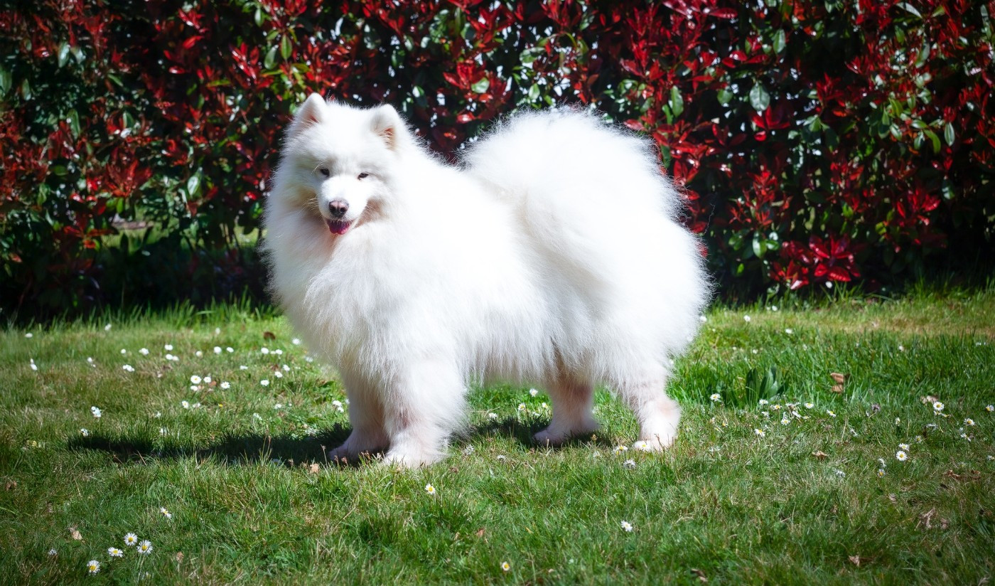 CH. anatina Coffee call