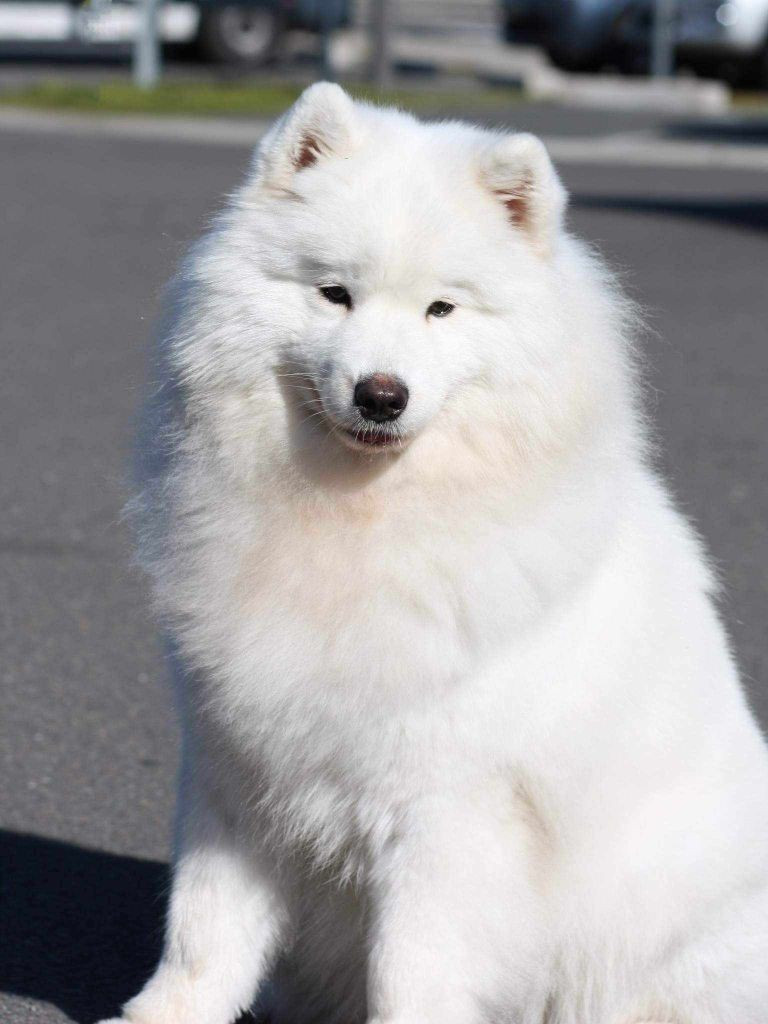 CH. Rainbow love pearl Of The Polar Unicorn Star