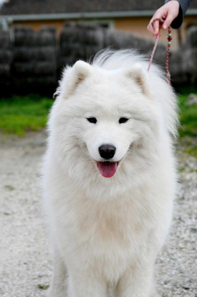 CH. True love topaze boschi vecchi